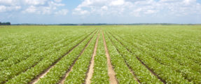 Dykhuis Farms, Inc. Acquires Hamilton, MI-based Peters Farm