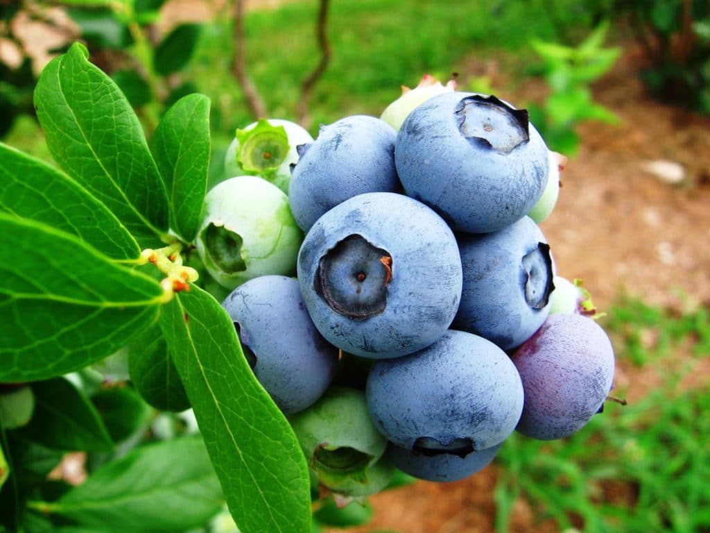 blueberry farm for sale michigan