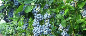 Southwest Michigan Blueberry Farms For Sale!