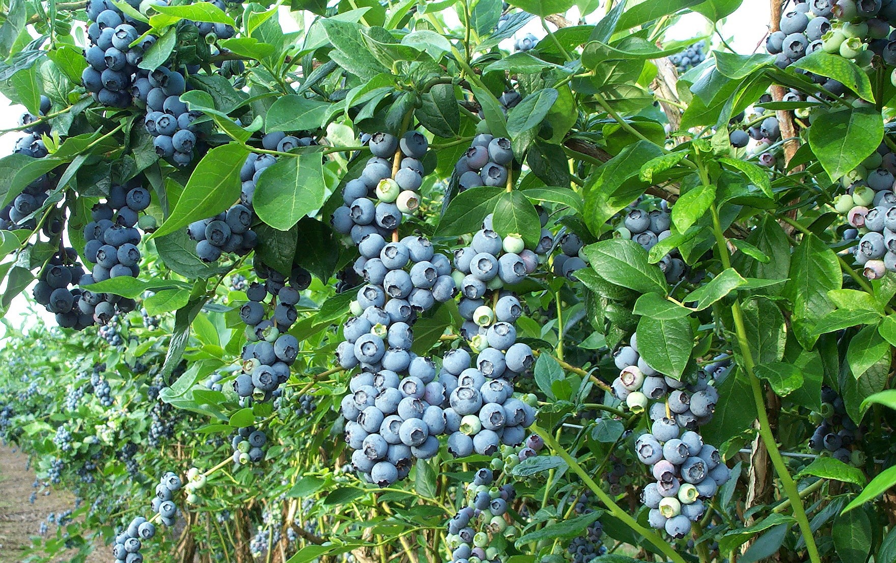 Sold Southwest Michigan Blueberry Farms For Sale!
