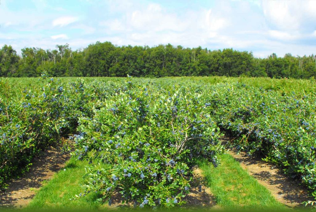 blueberry farms for sale in michigan