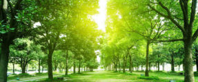 Highly Profitable Tree Service Company For Sale